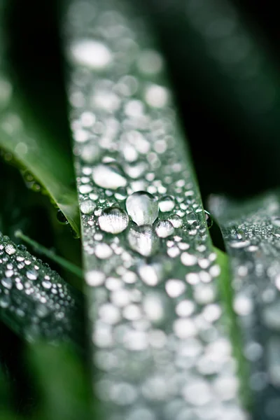 Een Close Shot Van Regendruppels Een Blad — Stockfoto