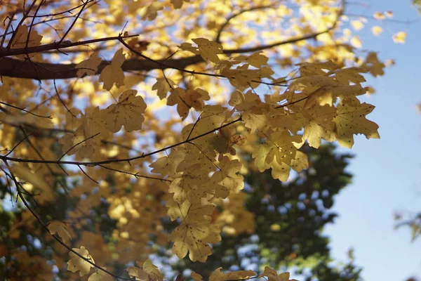 Una Hermosa Vista Ramas Árboles Con Hojas Amarillas Otoño —  Fotos de Stock