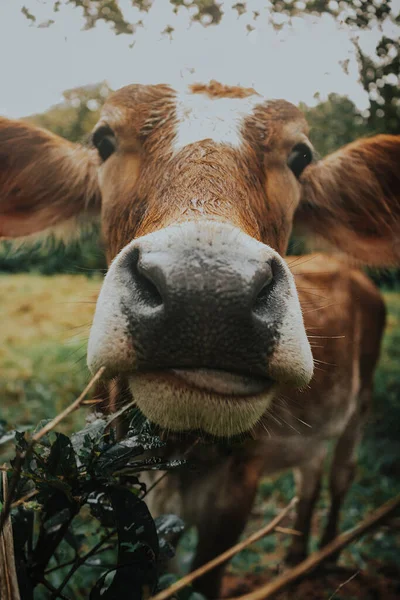 Μια Κοντινή Φωτογραφία Μιας Καφέ Αγελάδας Που Κοιτάζει Την Κάμερα — Φωτογραφία Αρχείου