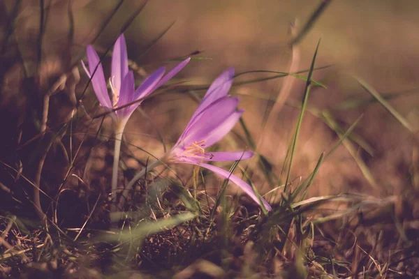 森の中の紫色のクロッカスの花 — ストック写真