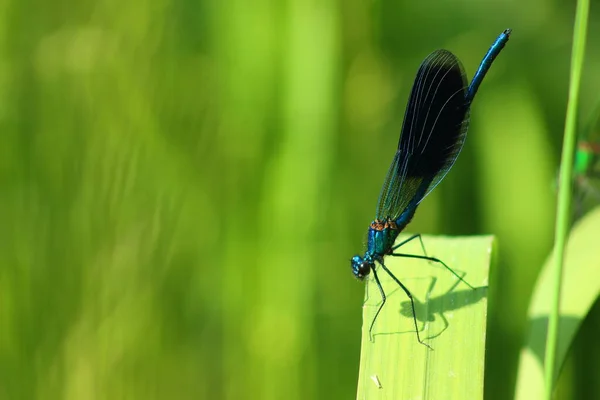 Libélula Sobre Una Hoja Verde — Foto de Stock