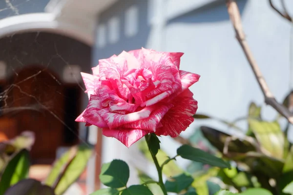 ピンクと白の花びらとクモの巣が隣にある美しいバラのクローズアップ — ストック写真