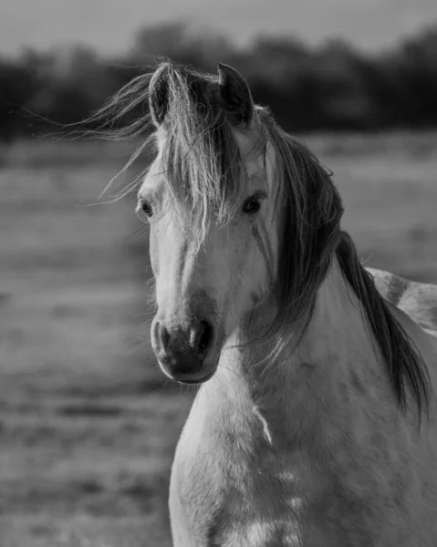 Tarladaki Bir Atın Dikey Gri Tonlu Görüntüsü — Stok fotoğraf