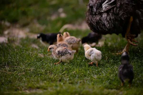 Kuře Kuřaty Farmě — Stock fotografie