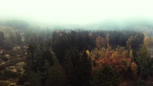 Прекрасний Знімок Барвистих Осінніх Дерев — стокове відео