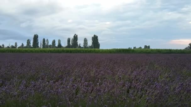 Hermoso Campo Lavanda Púrpura Verano — Vídeos de Stock