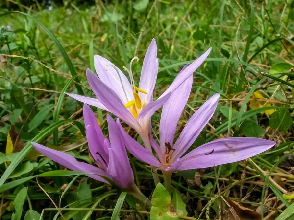 Όμορφο Μωβ Λουλούδι Στον Κήπο — Φωτογραφία Αρχείου