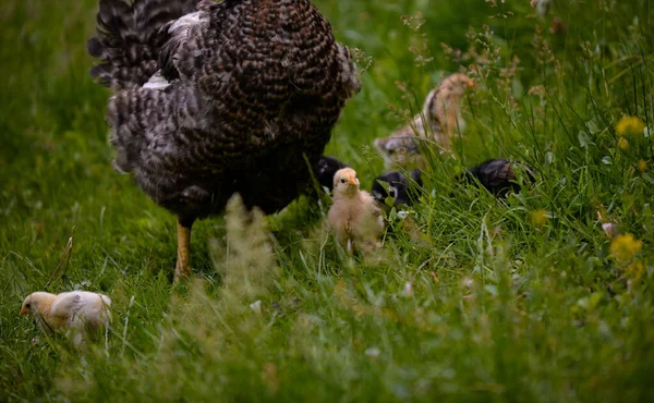 農場に雛がいる鶏 — ストック写真
