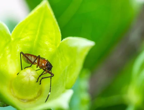 Insekt Ett Grönt Blad Växt Trädgården — Stockfoto