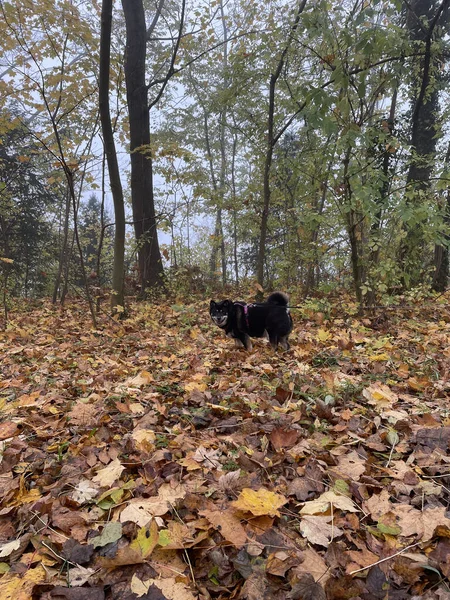 Lindo Perro Raza Shiba Inu Negro Con Collar Parque Otoño — Foto de Stock