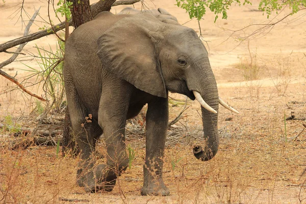 Слон Сафари Танзании Selous Game Reserve Солнечный День — стоковое фото