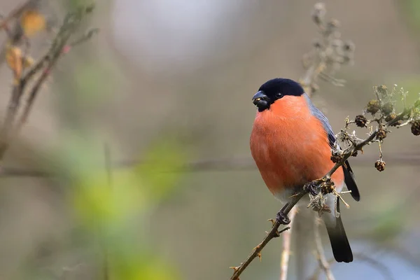 Eurasian Male Bullfinch Perched Tree Branch Blurred Background Copsy Space — Stock fotografie