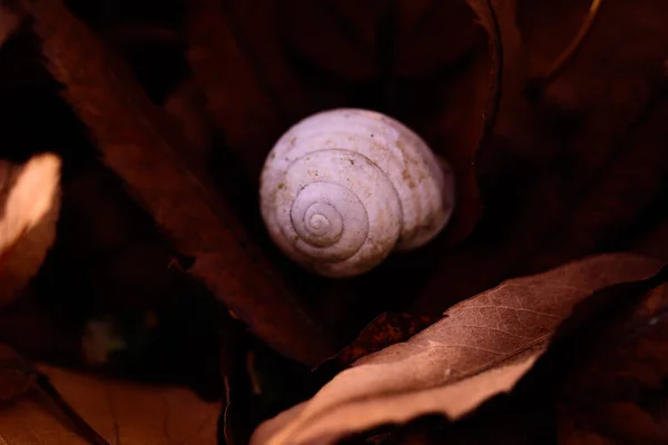 Closeup Shot Snail Sitting Dried Leaf — Stock Photo, Image