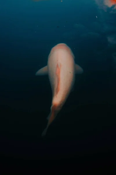 濃い青の湖の中の美しい大きな魚 — ストック写真