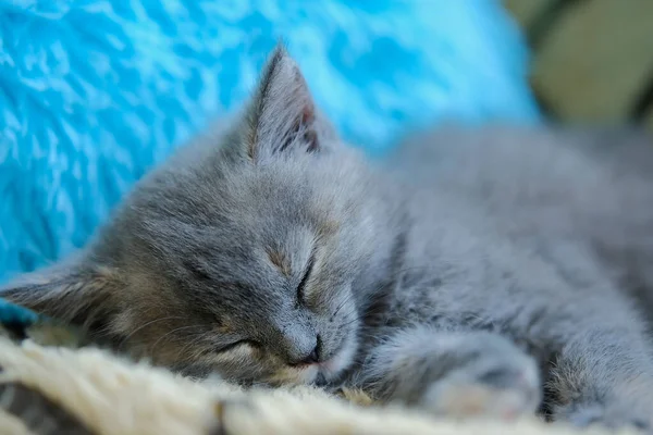 Close Tiny Sleepy Kitten Background Blue Pillow — Zdjęcie stockowe