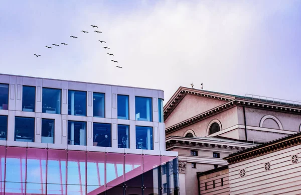 Een Prachtig Beeld Van Gebouwen Met Een Kudde Vogels Die — Stockfoto