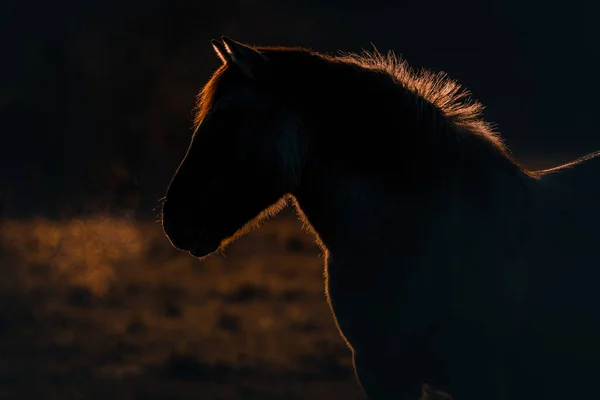 Schönes Pferd Auf Dem Hintergrund Eines Schwarzen Hengstes — Stockfoto