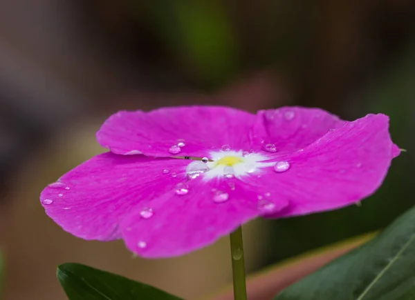 Eine Nahaufnahme Einer Schönen Rosa Blume Die Mit Morgentau Bedeckt — Stockfoto
