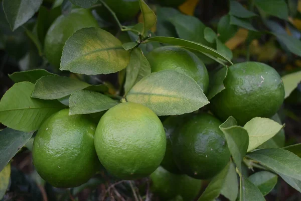 Uma Planta Limão Com Monte Limas Verdes Cruas — Fotografia de Stock