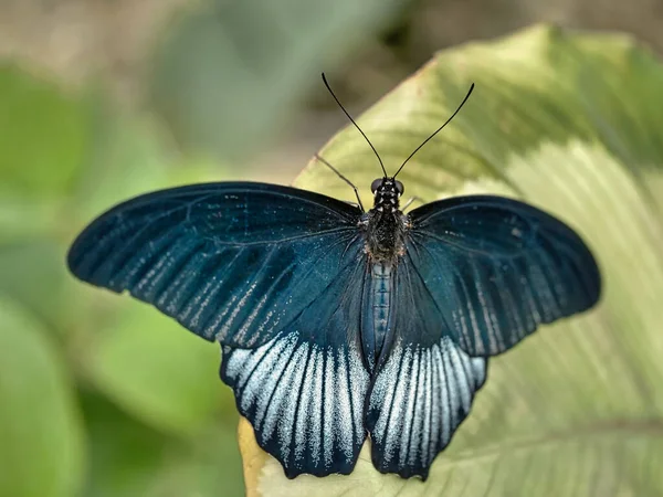 Bela Borboleta Uma Fábrica — Fotografia de Stock