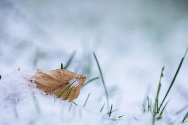 Detailní Záběr Ošlehaného Listu Zasněžené Půdě Zimě — Stock fotografie