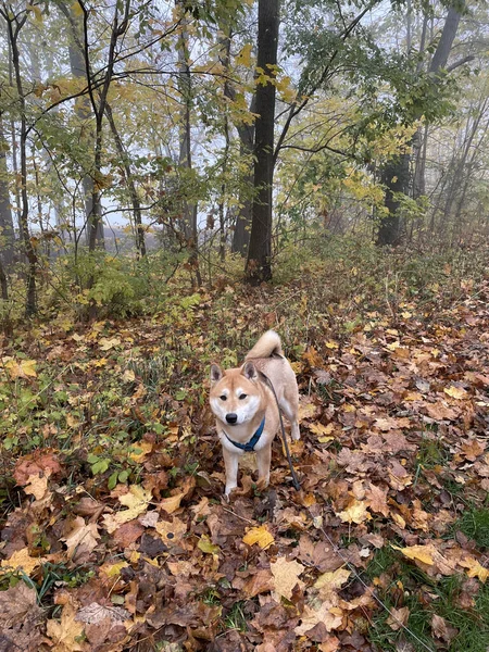 Roztomilý Hnědý Shiba Inu Plemeno Pes Obojkem Parku Podzim — Stock fotografie