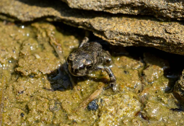Close Shot Small Young Frog Wet Ground Nature Sunlight — Zdjęcie stockowe