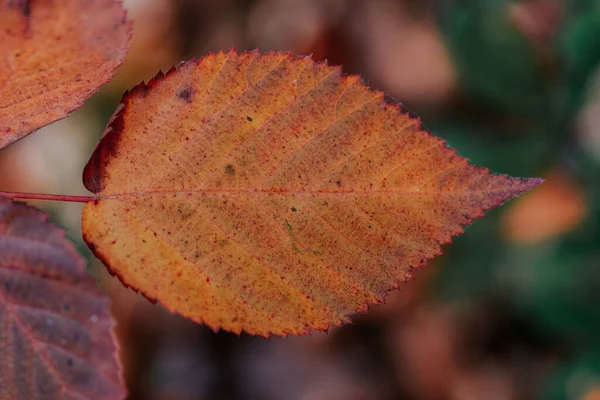 Detailní Záběr Zaschlého Listu Během Podzimu — Stock fotografie