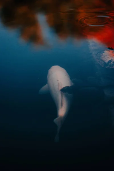 Beau Gros Poisson Dans Lac Bleu Foncé — Photo