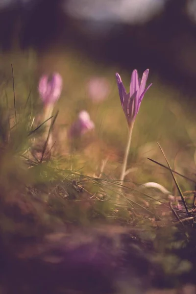 Beautiful Purple Crocus Flowers Forest — Stock Photo, Image