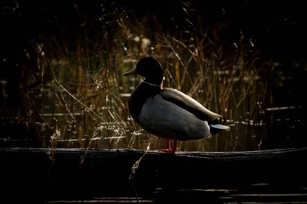 Ein Schwarz Weiß Foto Eines Vogels — Stockfoto