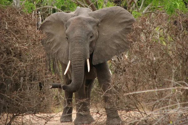 Elefante Safári Tanzânia Selous Game Reserve — Fotografia de Stock