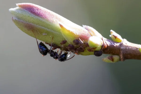 Ένα Κοντινό Πλάνο Ενός Μυρμηγκιού Ένα Μπουμπούκι — Φωτογραφία Αρχείου