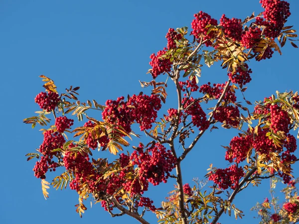 Red Autumn Berries Tree Blue Cloudless Sky — ストック写真