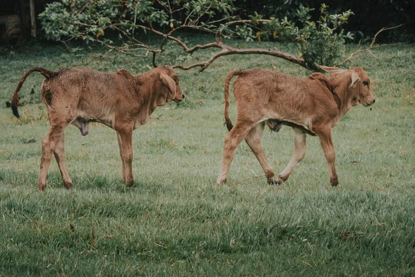 Grupo Animales Jóvenes Naturaleza —  Fotos de Stock