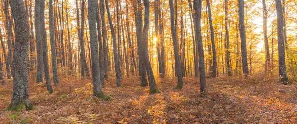 Een Mistige Ochtend Het Herfstbos Met Grote Bomen — Stockfoto