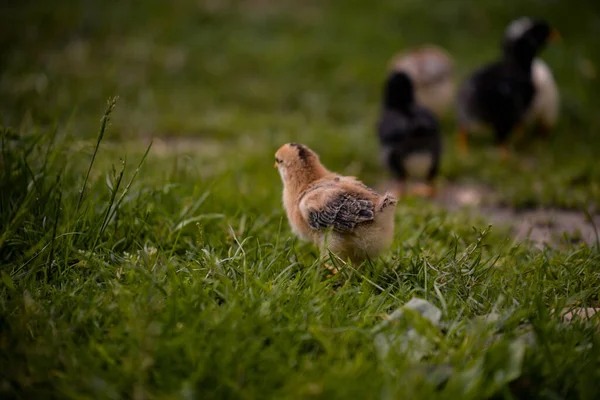 Selective Focus Shot Chick Farm — 图库照片