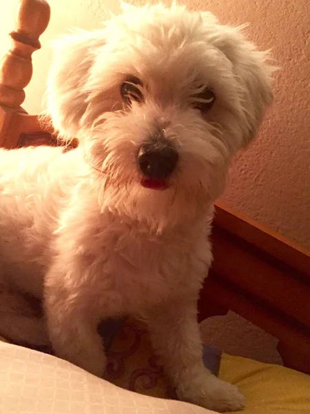 Closeup Fluffy Maltese Dog Resting Indoors — Zdjęcie stockowe