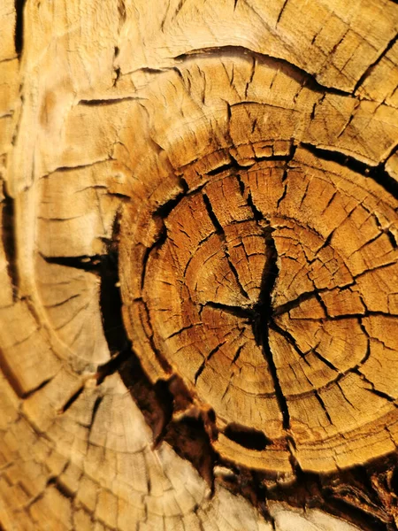 Cut Cracked Tree Log Texture Background — 图库照片