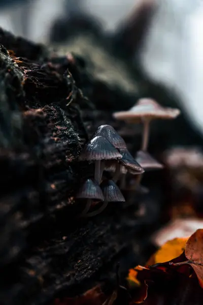 Güzel Sonbahar Ormanı Bitki Örtüsü Fauna — Stok fotoğraf