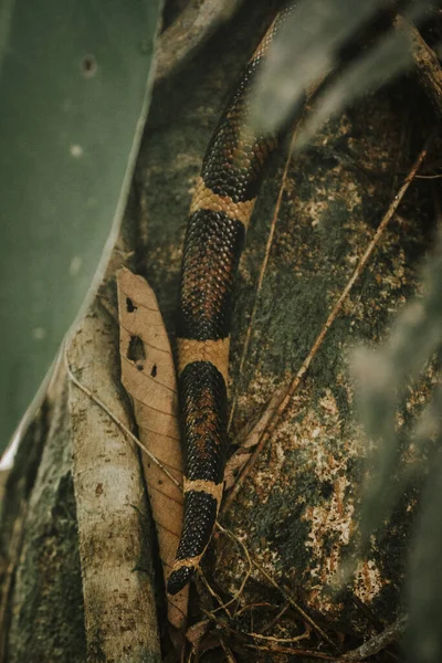 森林里一条蛇的垂直镜头 — 图库照片
