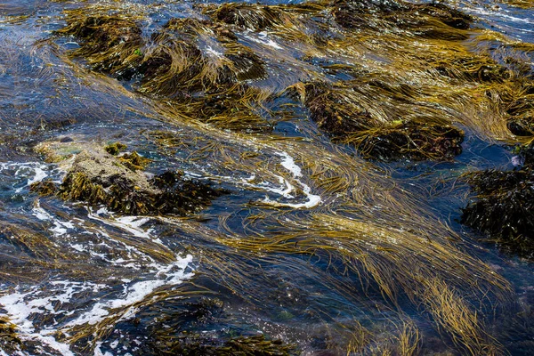 Seaweed Water Making Abstract Pattern Bryher Scilly Isles —  Fotos de Stock