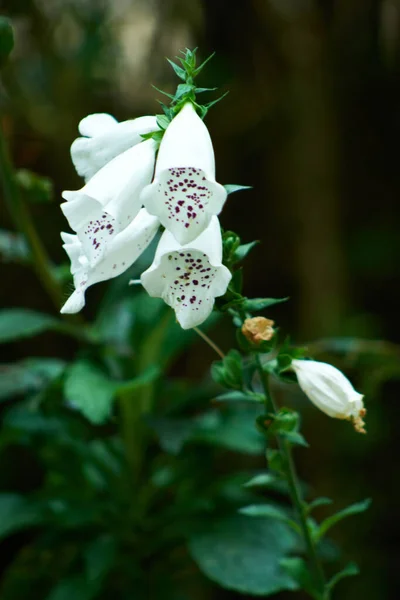 Vertical Shot White Foxgloves Digitalis Garden — Stock Photo, Image