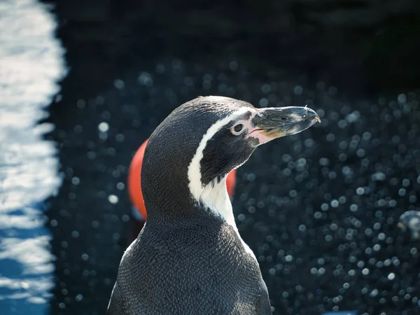 Closeup Shot Humboldt Penguin Zoo Kansas City Missouri — Foto de Stock