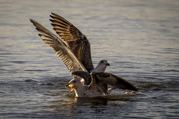 Große Möwen Fliegen Auf Der Suche Nach Nahrung Über Das — Stockfoto