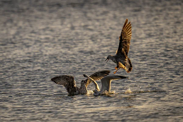 Gaivotas Grandes Voando Sobre Mar Busca Comida — Fotografia de Stock