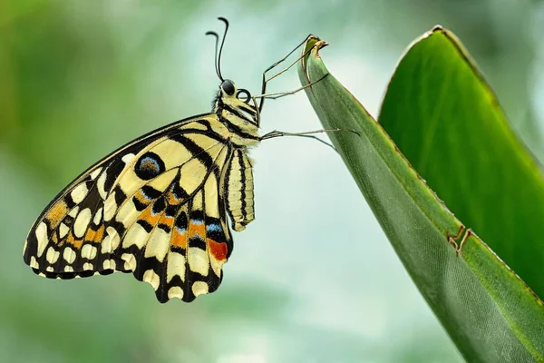 Bitkinin Üzerinde Güzel Bir Kelebek — Stok fotoğraf