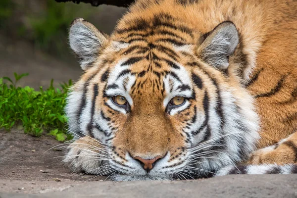 Portrait Majestic Tiger Staring Camera — Stock Photo, Image