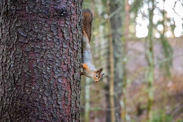 Écureuil Queue Touffue Sur Tronc Arbre — Photo