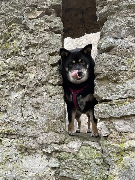 Cute Black Shiba Inu Breed Dog Collar Ruined Walls Old — 스톡 사진